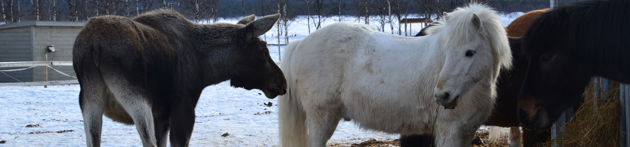 Kiruna › South: Ofelas Icelandic horses and guide service - Puoltsa